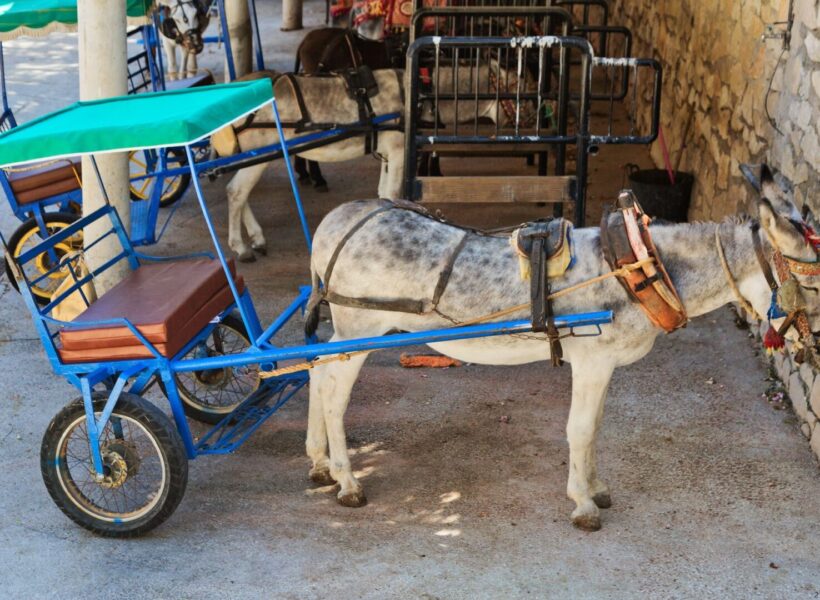 Resting,Donkey,Harnessed,To,The,Cart,Resting,In,Mijas,Village.
